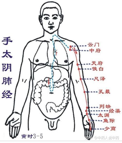 中脈位置|中脉（人体穴脉）